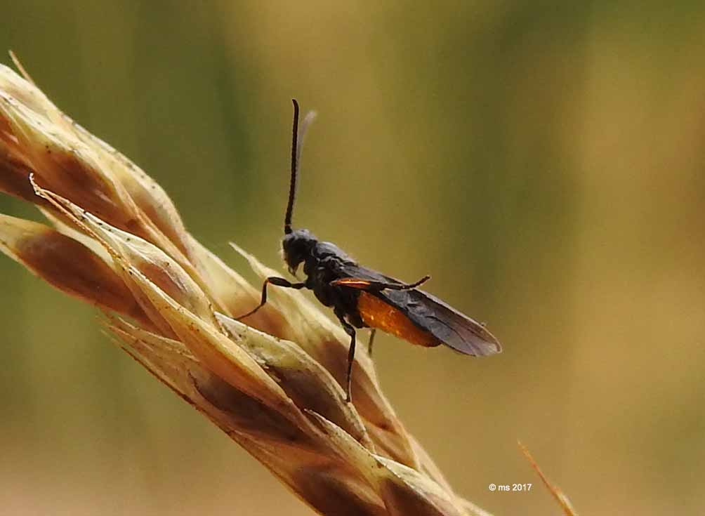 Braconidae: Bracon sp.